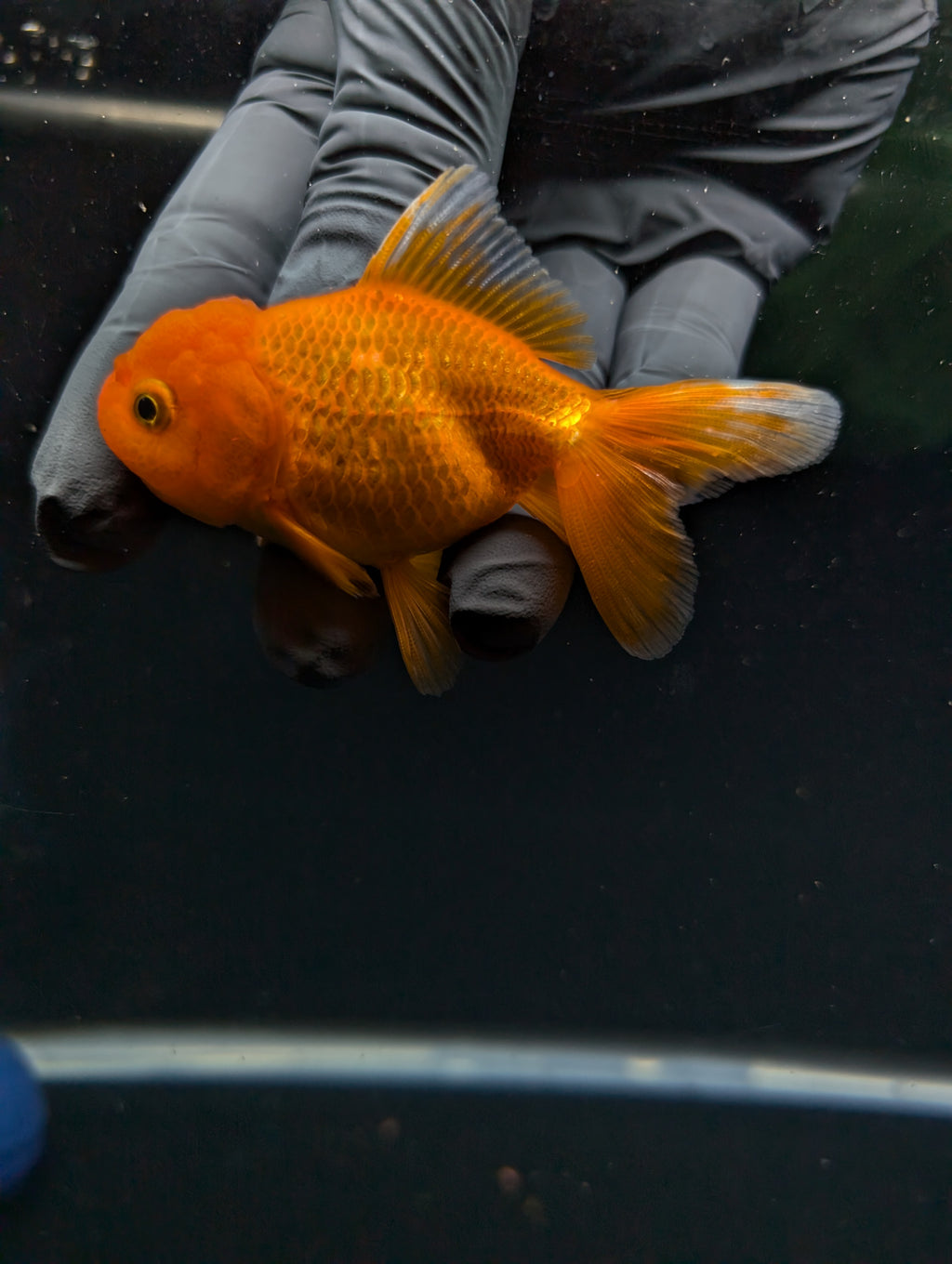 Juvenile Oranda Red Black 3"-3.5"in.  ID#529T1A-061
