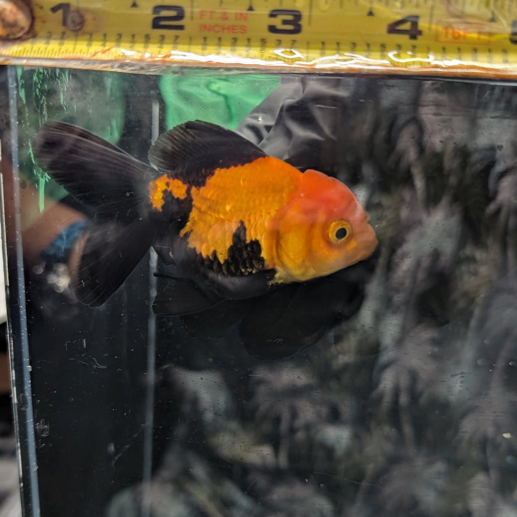 Juvenile Oranda Tricolor 3.5"-4" in.  ID#320T13b-006