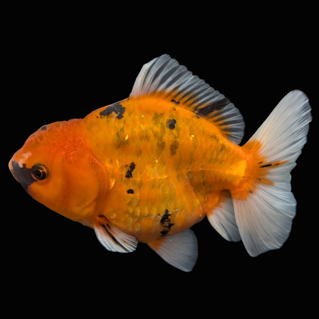 Jumbo Oranda Yuan Bao Calico   4"-4.5"in. ID#807SB13A-007