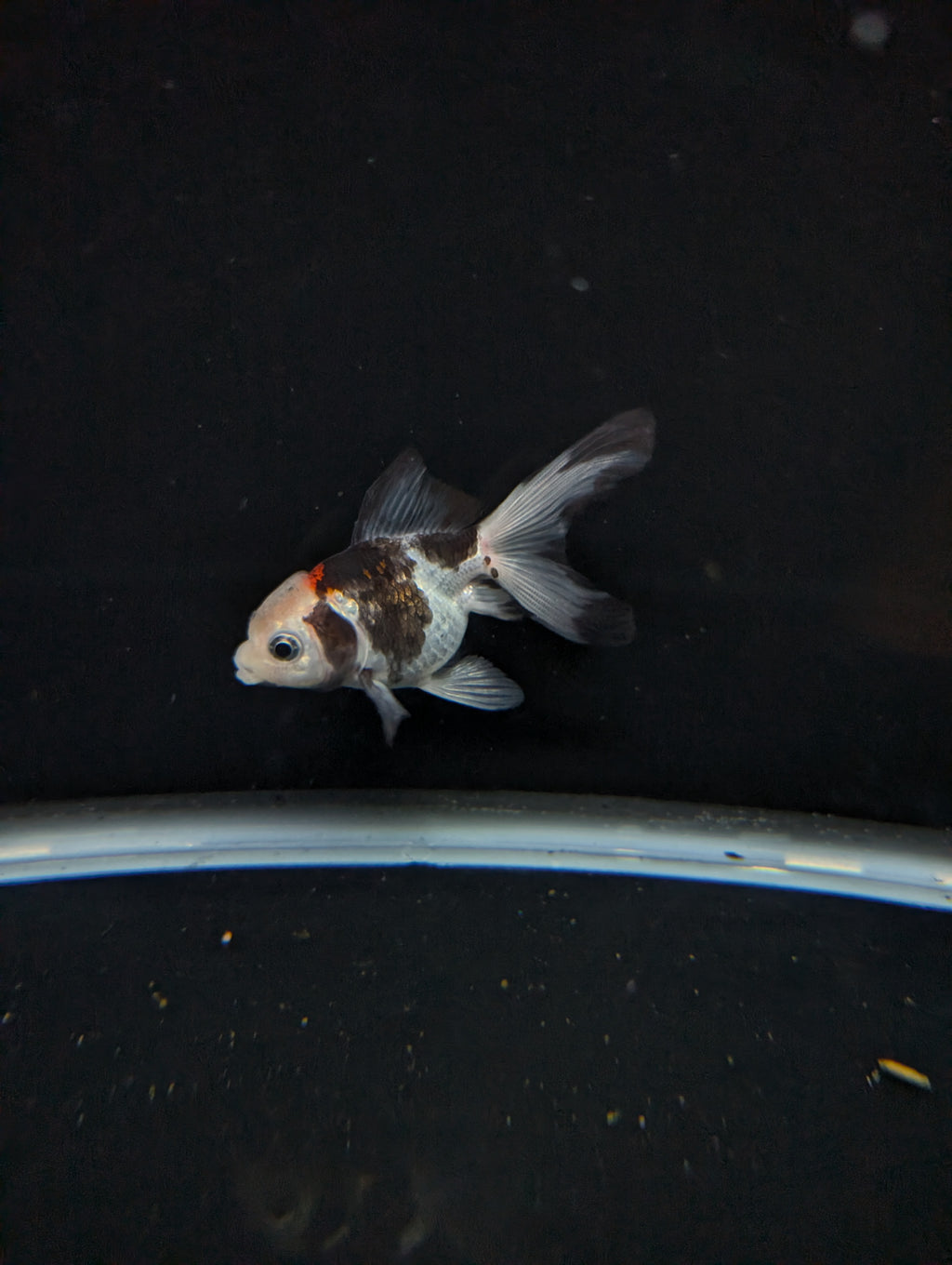Juvenile Oranda  Tricolor 3"-3.5"in.  ID#619T1A-011