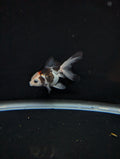 Juvenile Oranda  Tricolor 3"-3.5"in.  ID#619T1A-011