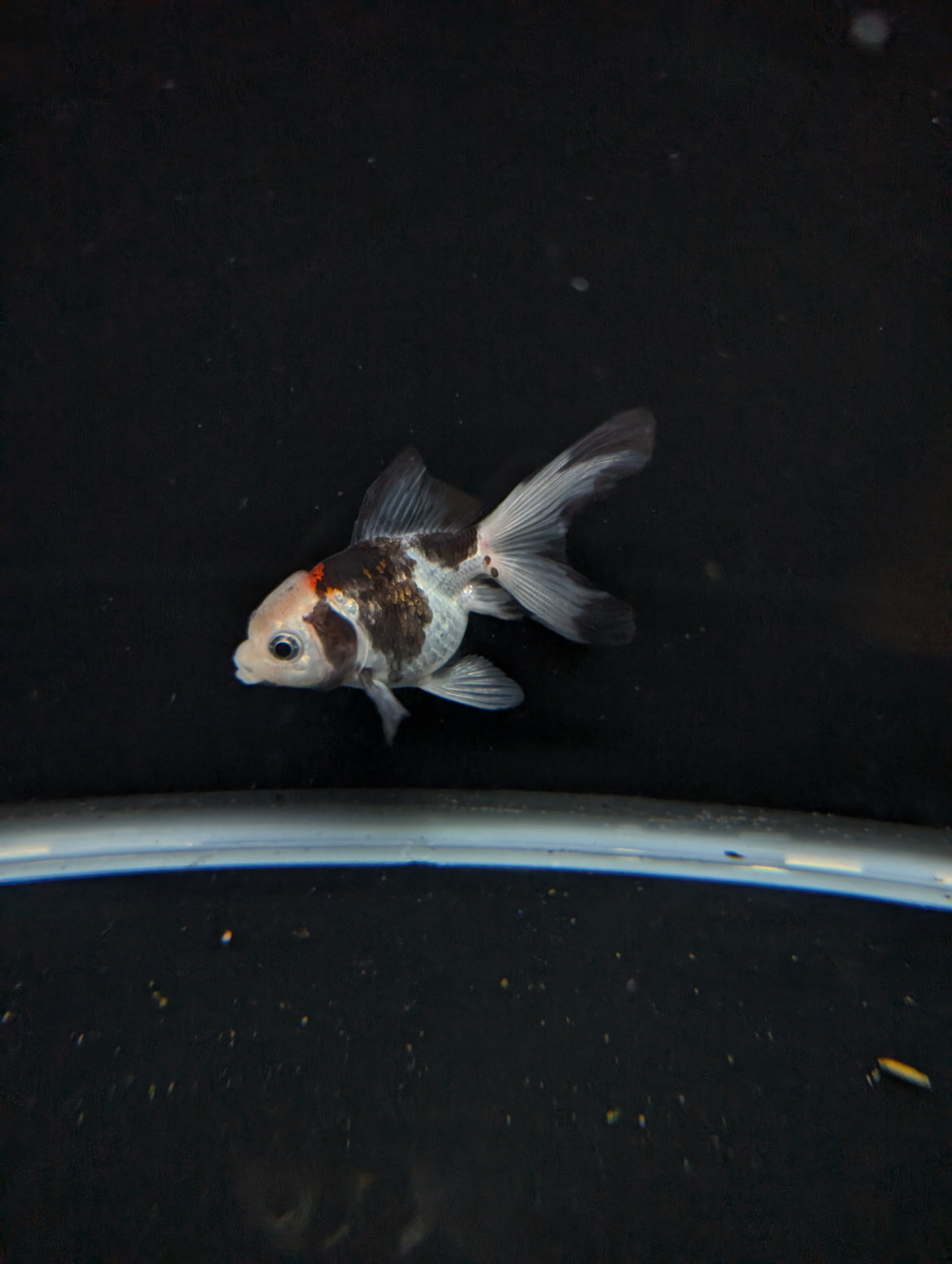 Juvenile Oranda  Tricolor 3"-3.5"in.  ID#619T1A-011