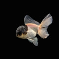 Juvenile Oranda Panda 3.5"-4" in.  ID#327T13b-032