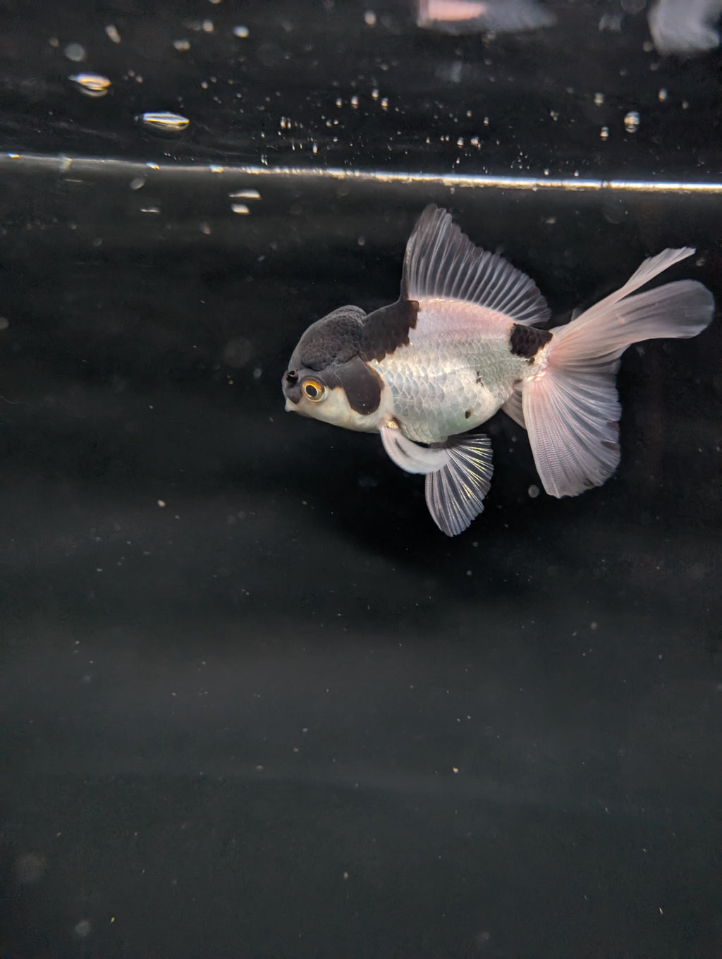 YOSHI *Boss 501 Juvenile Oranda Tricolor 3.5"-4" in.  ID#501T2A-008