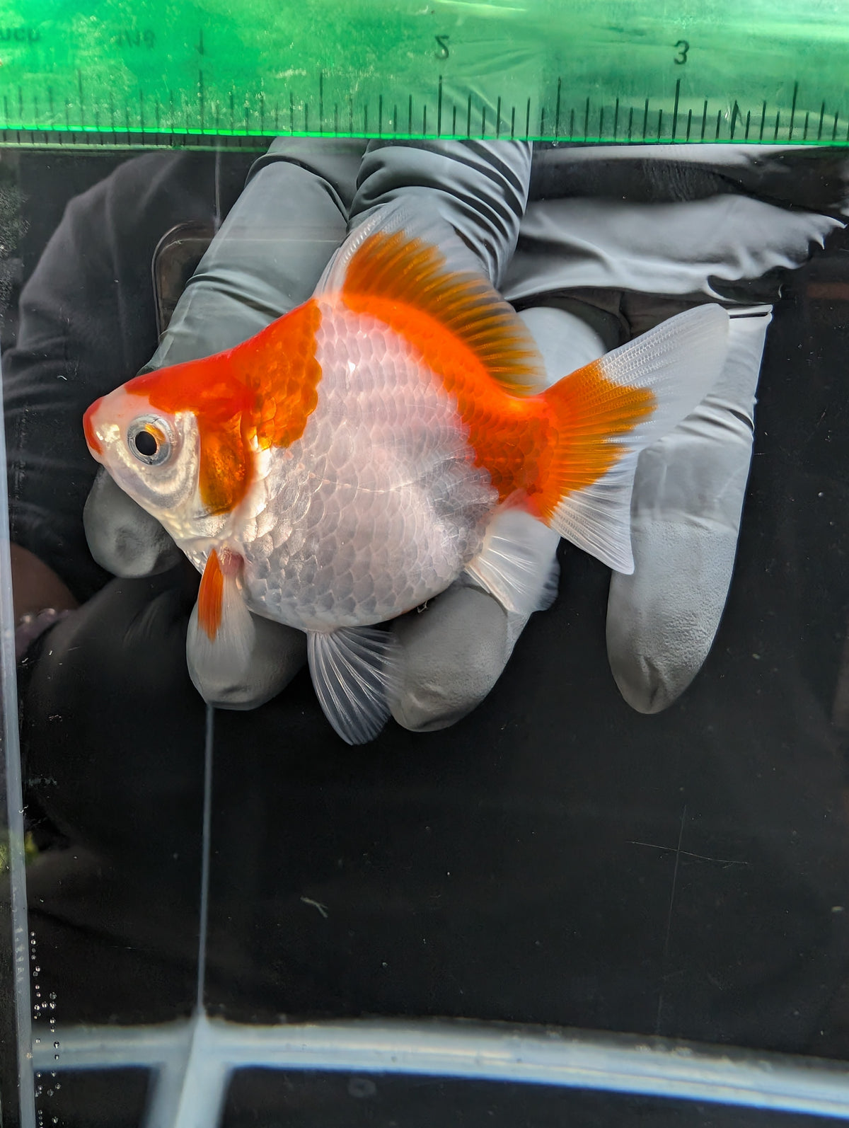 Tamasaba Kuchibeni Red White 3.5"in. ID#1023TM1B-029
