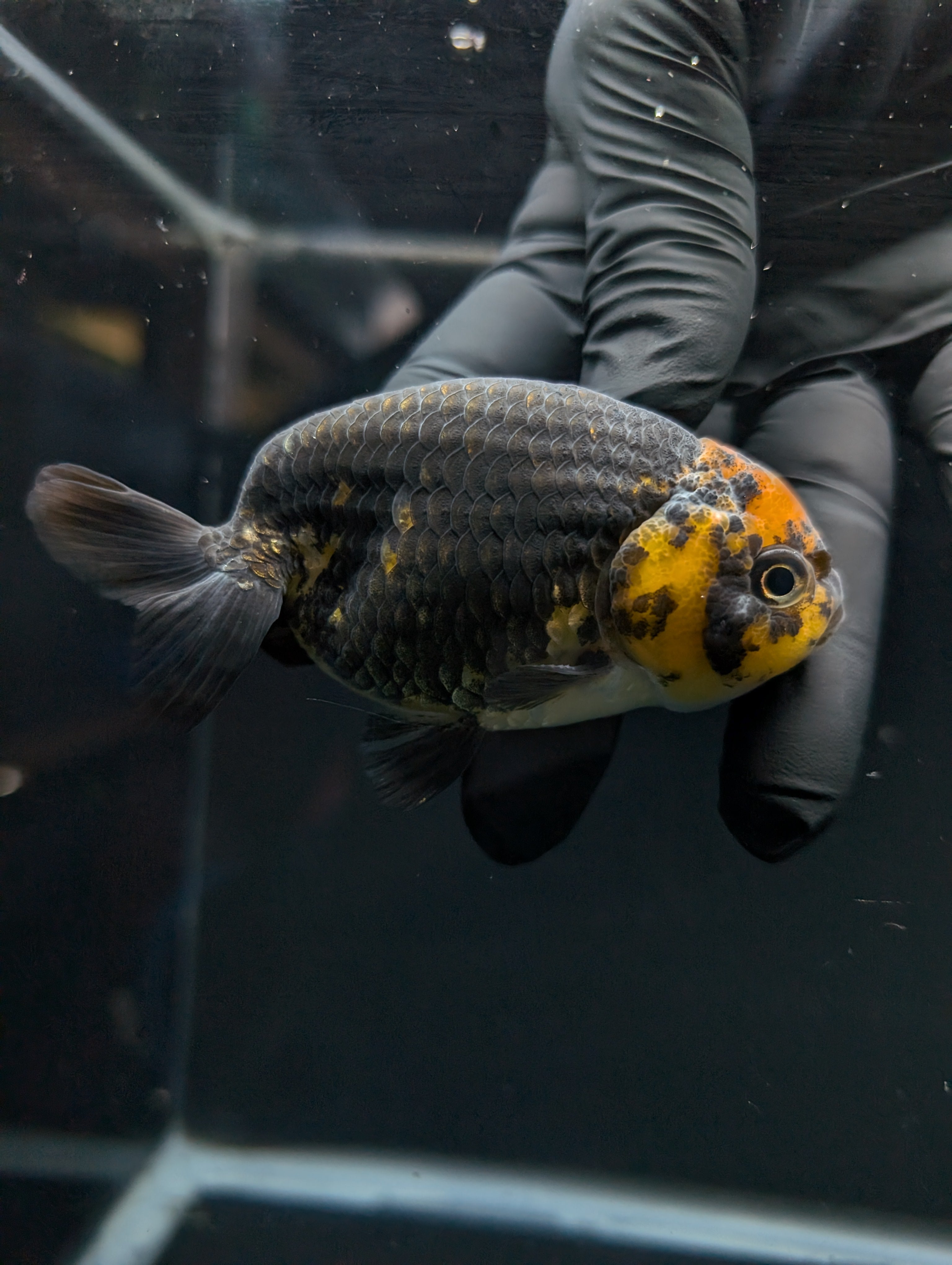 Jumbo Ranchu Calico 3.5"- 4" in. ID#717R8A-001