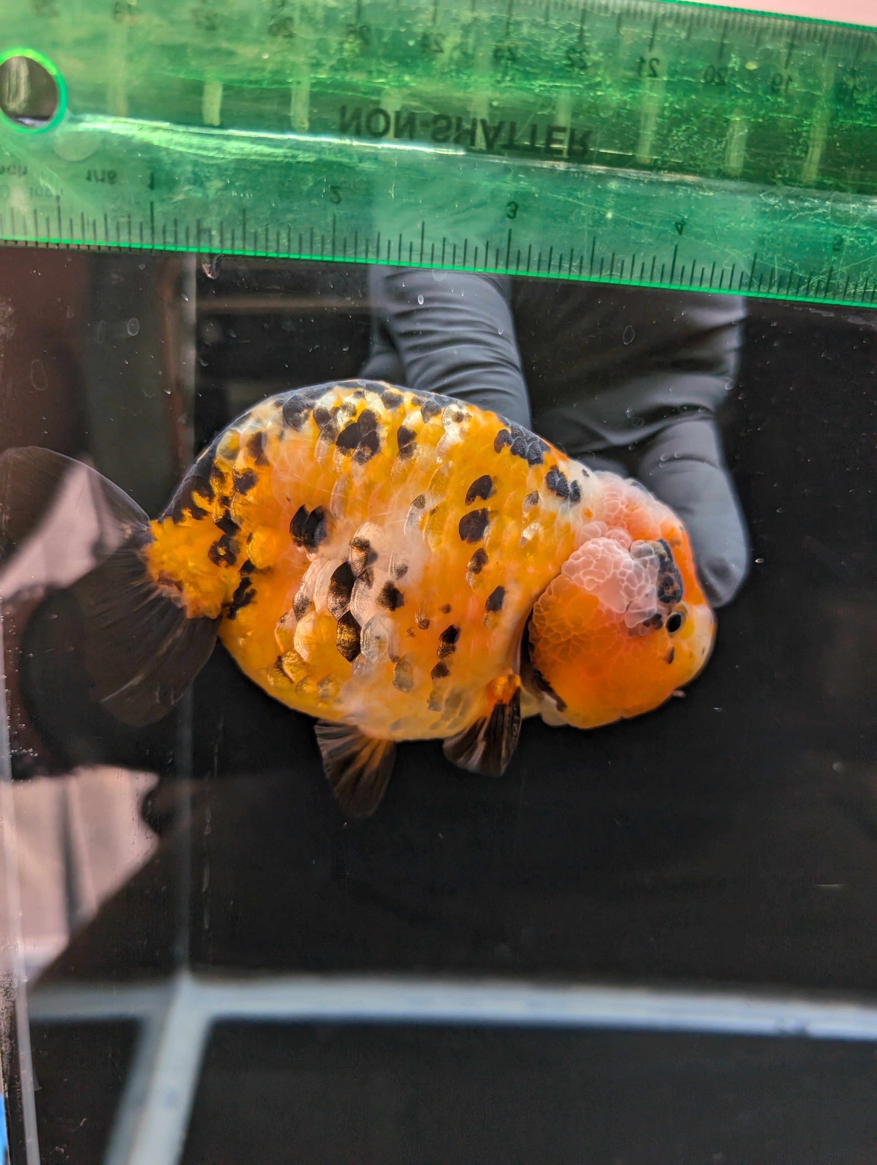 Jumbo Ranchu Calico 4.5"-5" in. ID#821R8A-033