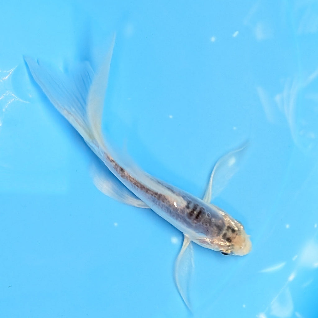 Blue Shusui Butterfly Koi  5"-6" in. ID#727BFK-005