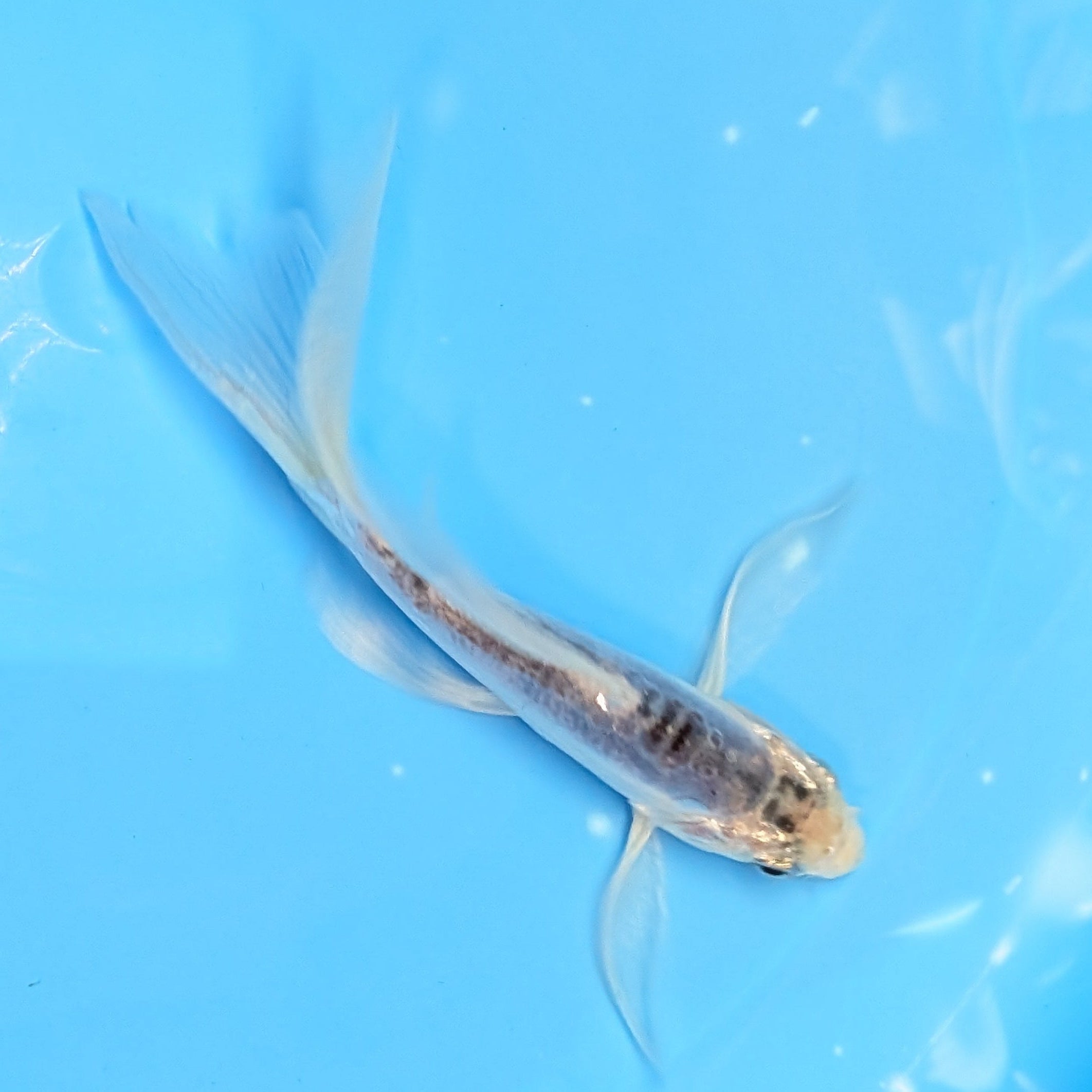 Blue Shusui Butterfly Koi  5"-6" in. ID#727BFK-005