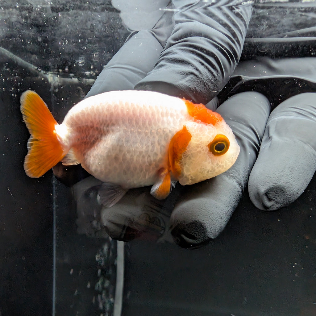 Baby Ranchu Red White 2.5"-3" in. ID#515R4A-001