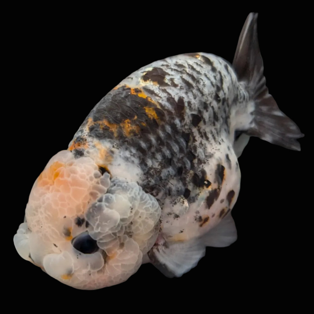 Jumbo Ranchu Kirin Calico 4.5"-5" in. ID#814R8A-024