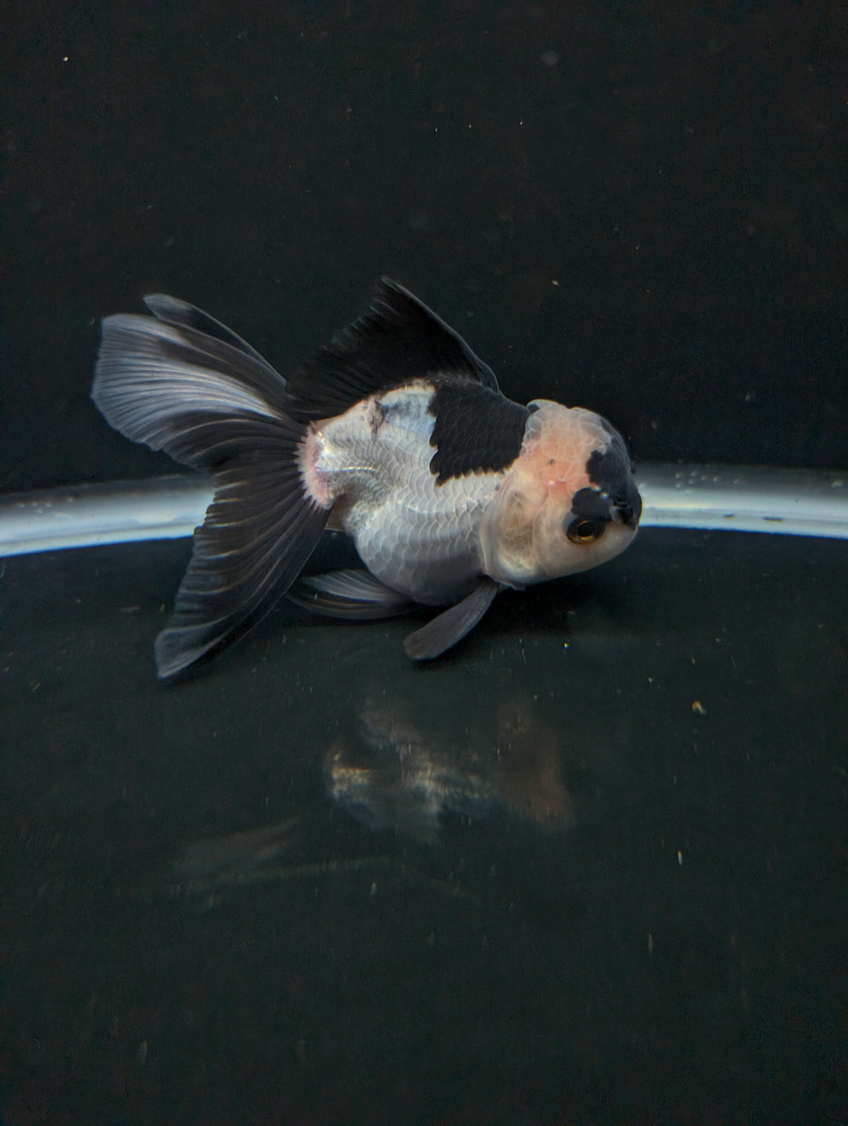 Thai Oranda Panda 4"-4.5"in.  ID#1016T1A-005