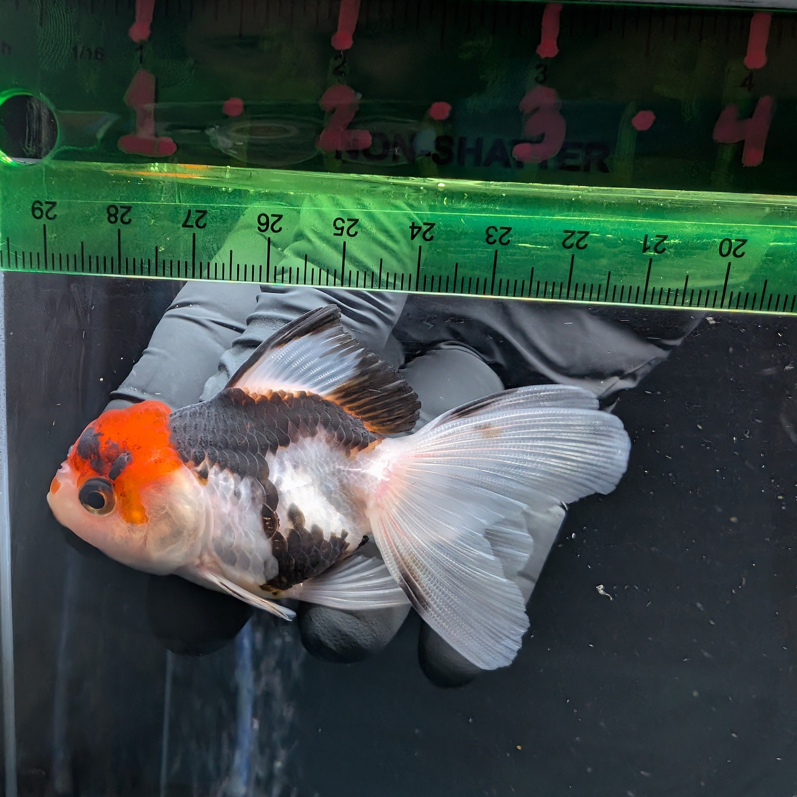 Thai Juvenile Oranda Tricolor 3"-3.5" in.  ID#626T1A-005