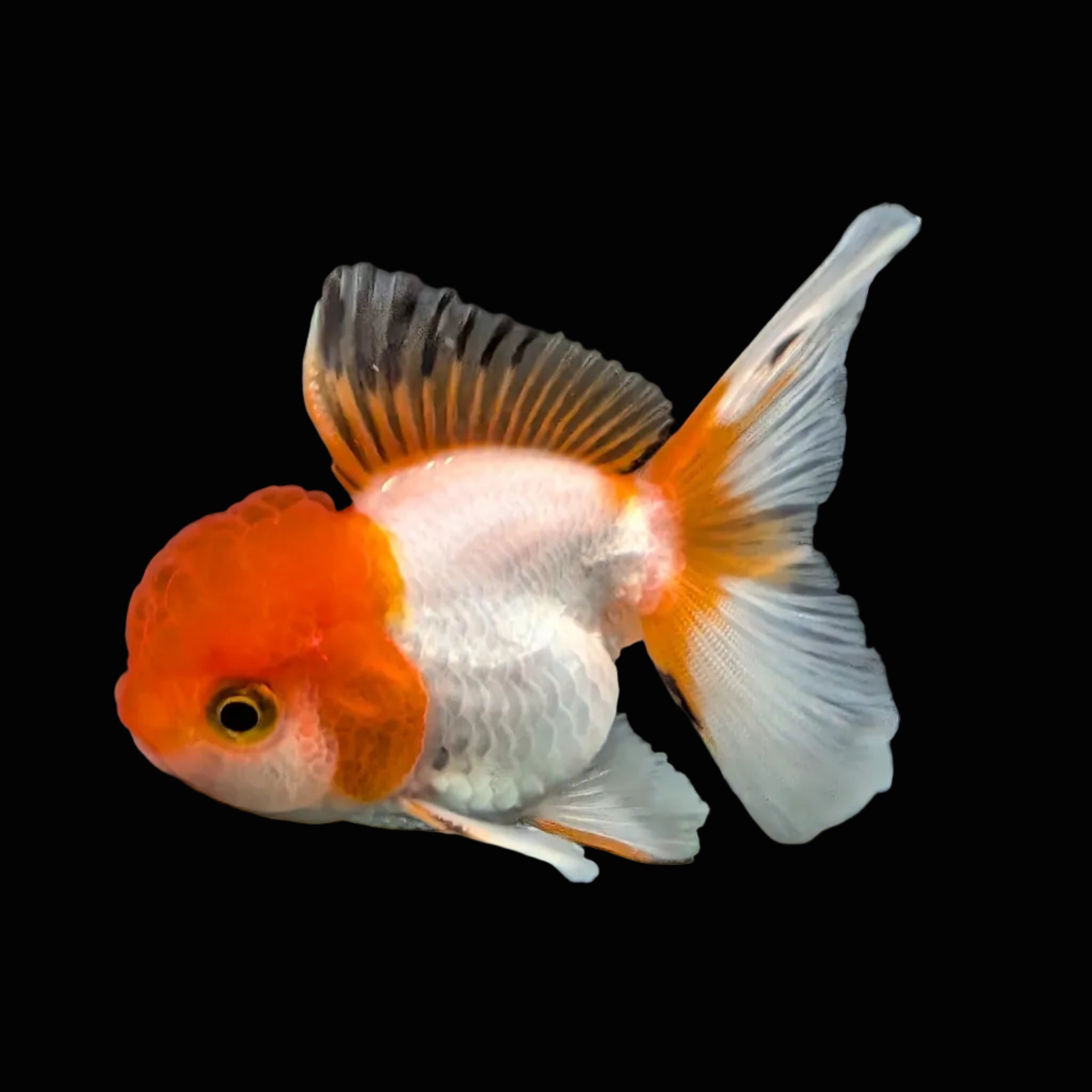 Juvenile Oranda Tricolor 3.5"-4" in.  ID#417T7A-007