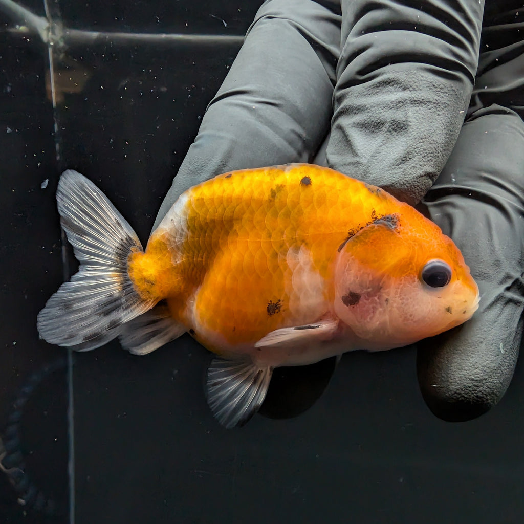 Ranchu Calico 2.5"-3" in. ID#717R4A-005