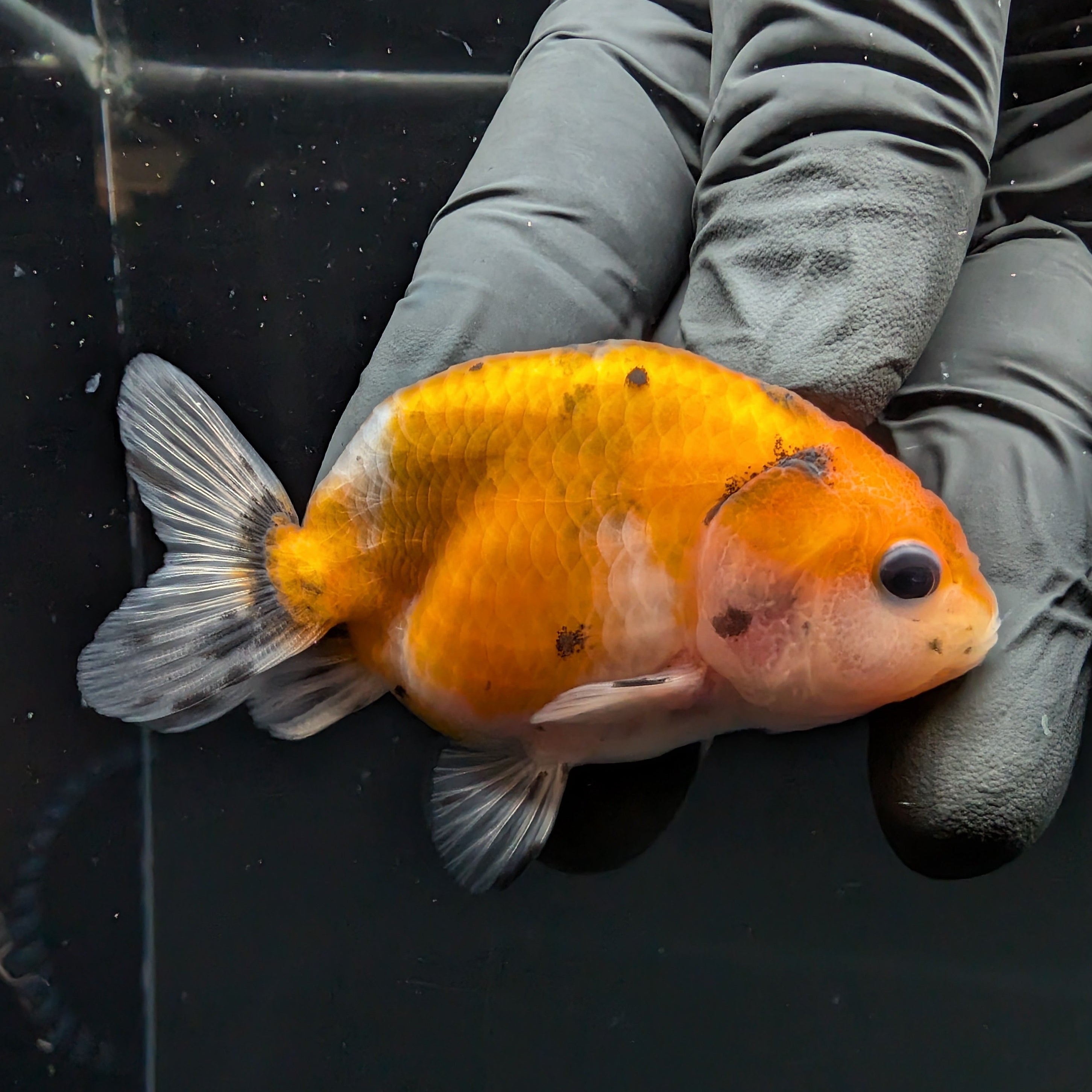 Ranchu Calico 2.5"-3" in. ID#717R4A-005
