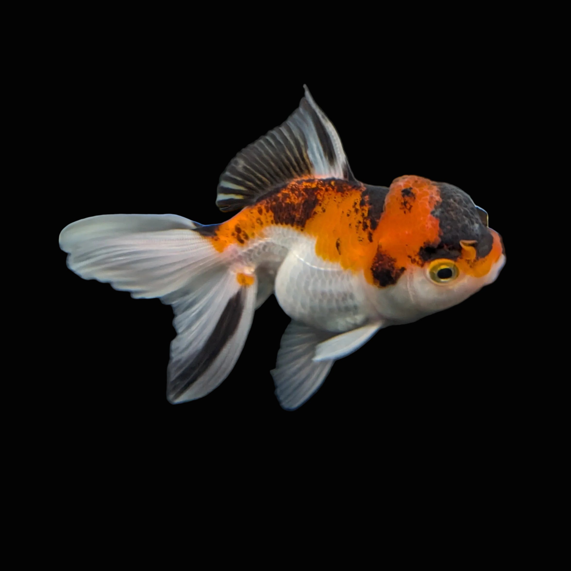 Juvenile Oranda Tricolor 3.5"-4" in.  ID#403T8A-004