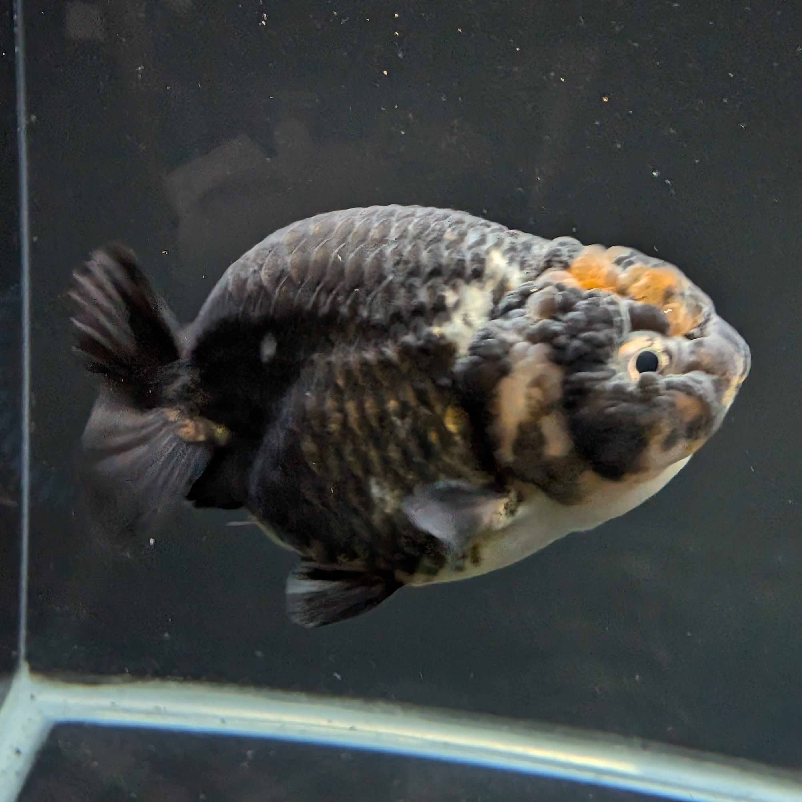 Jumbo Ranchu Calico 4"-4.5" in. ID#5153B-011 Please See Notes.
