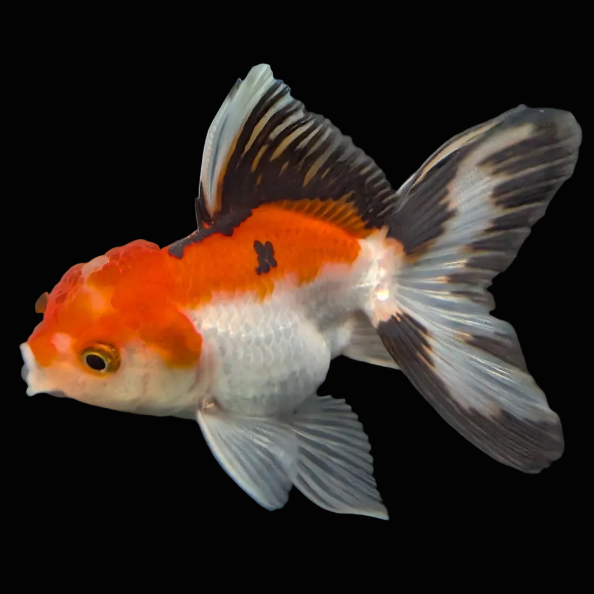 Juvenile Thai Oranda Tricolor 3"in.  ID#821T1A-021