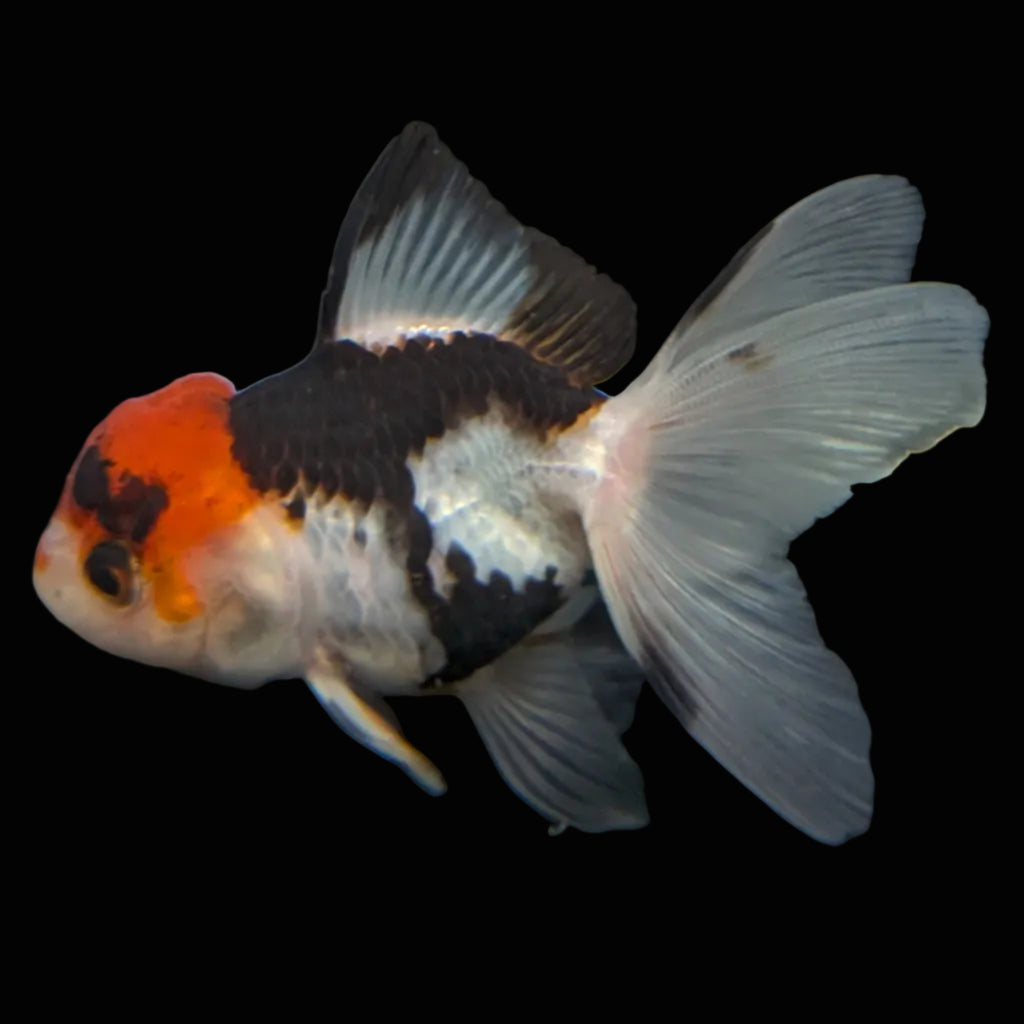 Thai Juvenile Oranda Tricolor 3"-3.5" in.  ID#626T1A-005