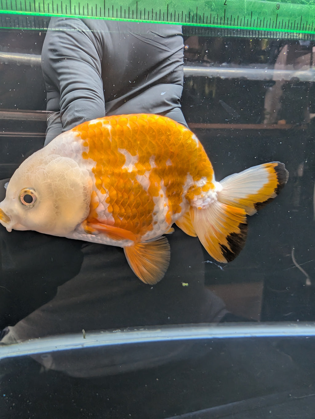 Thai Jumbo Ranchu  *Special Color Calico 4"-4.5" in. ID#807R9A-002 Please See Notes.