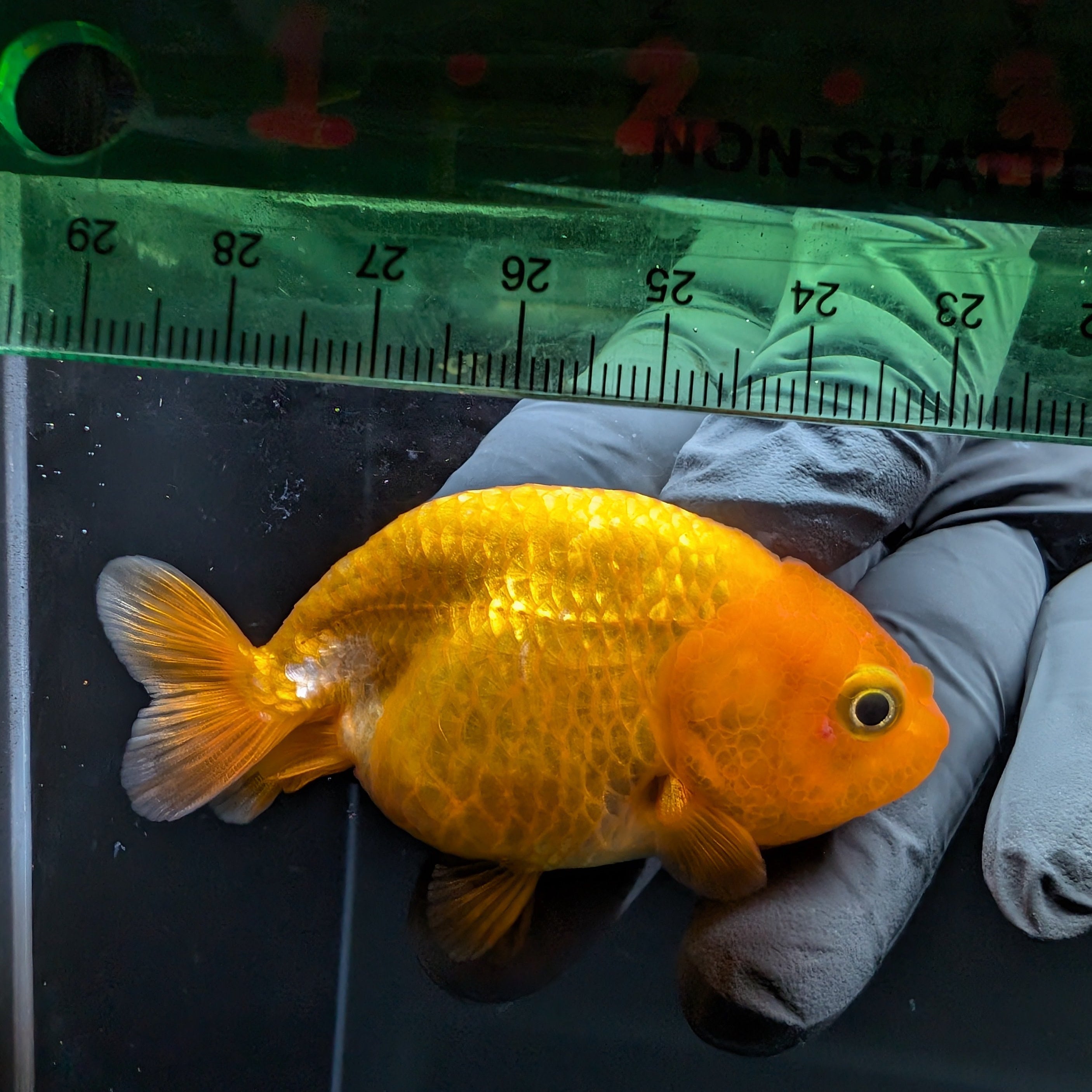 Ranchu Red White 2.5"-3" in. ID#724R4A-022