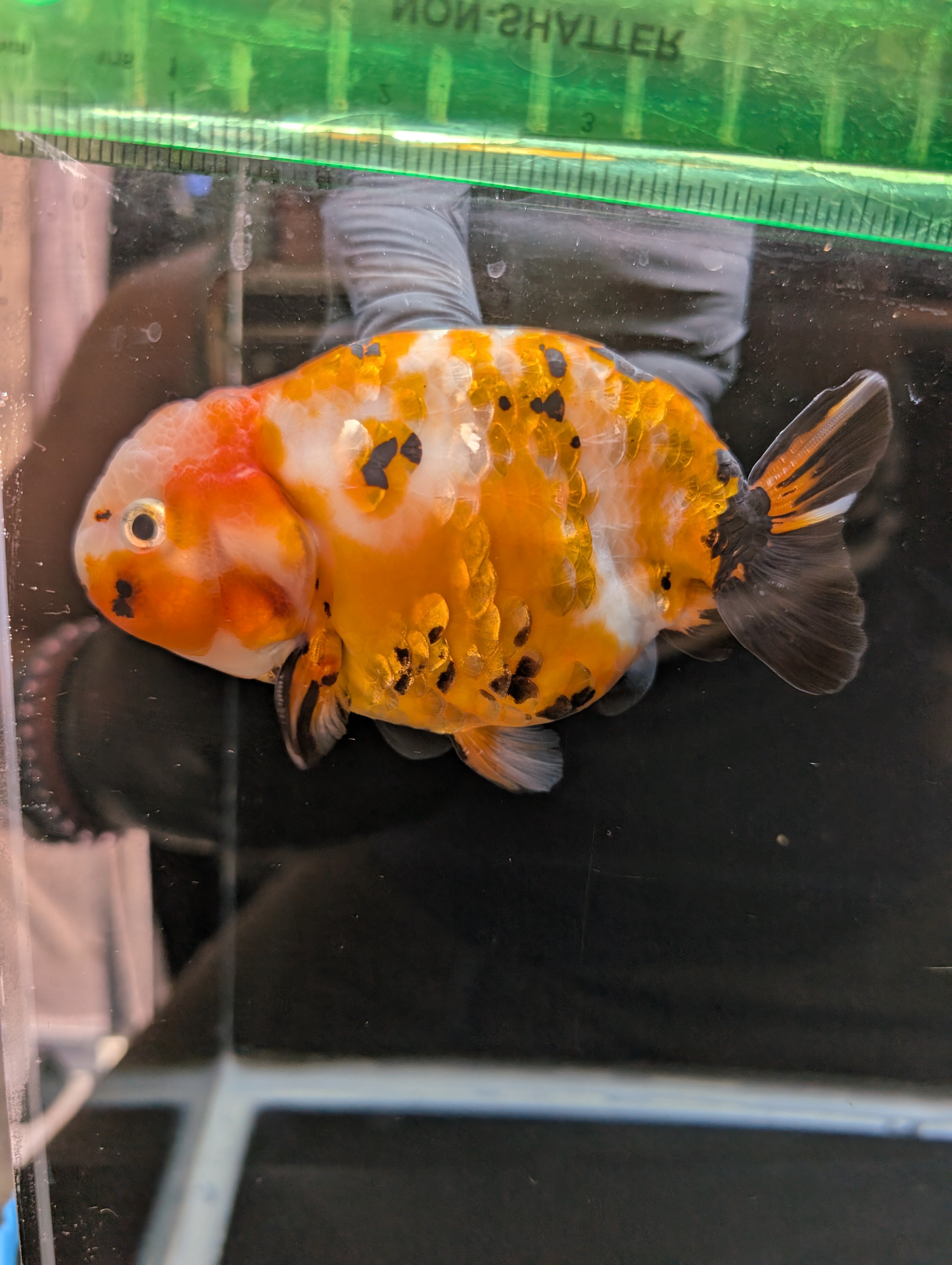 Jumbo Ranchu Calico 4.5"-5" in. ID#821R8A-032