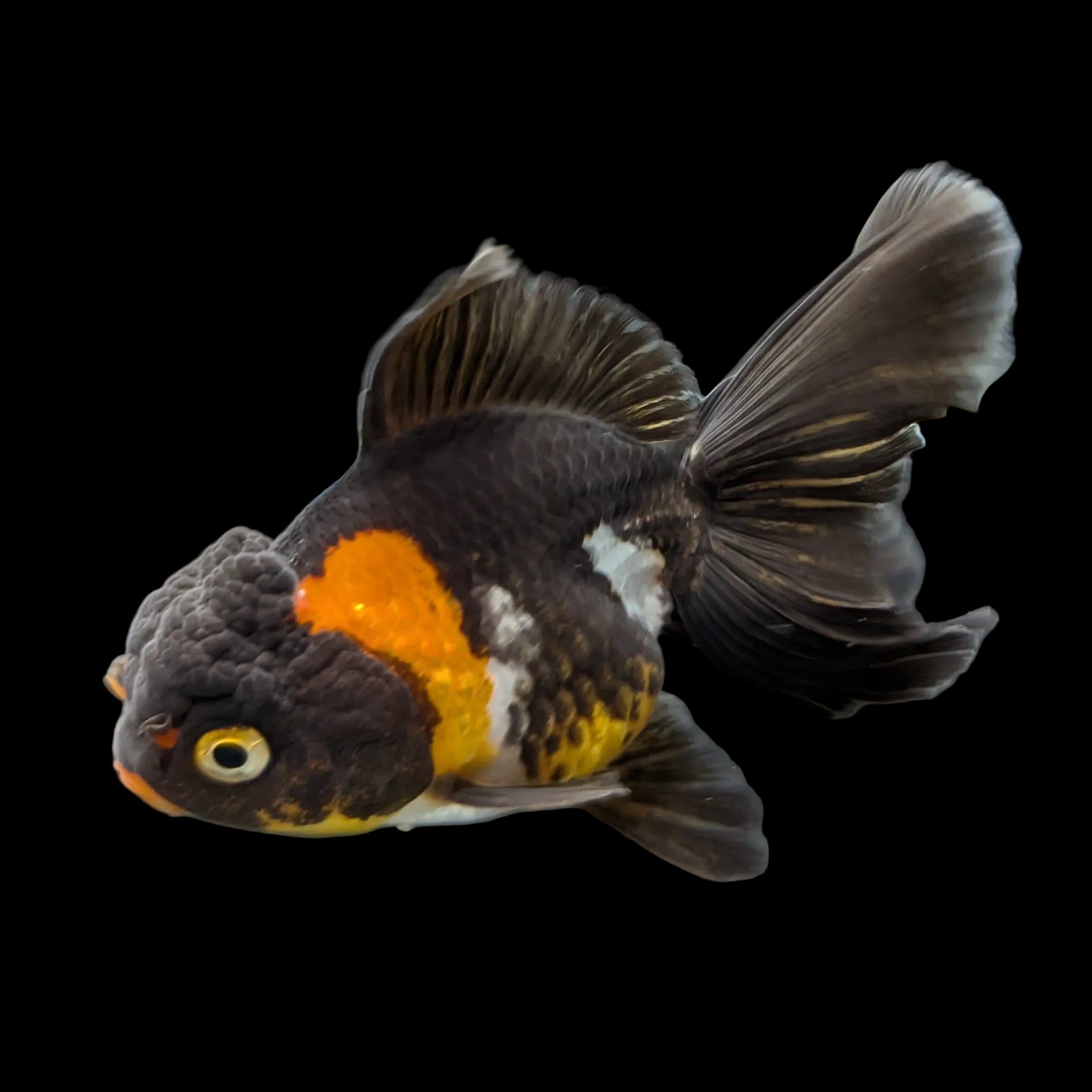 Juvenile Oranda Tricolor 3.5"-4" in.  ID#320T13b-013