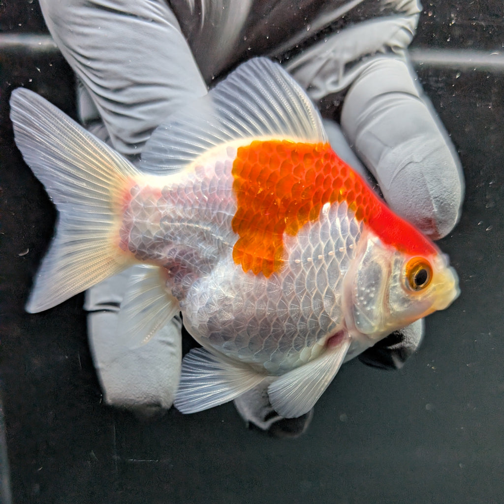 Tamasaba Red White 3"-3.5" in. ID#1009TM1B-007