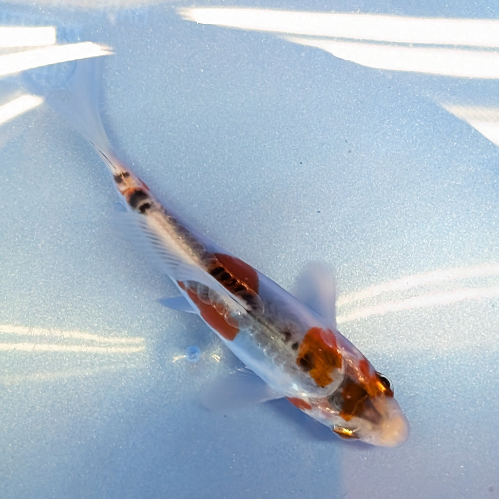 Shusui Koi  4"in. ID#806BFK-015