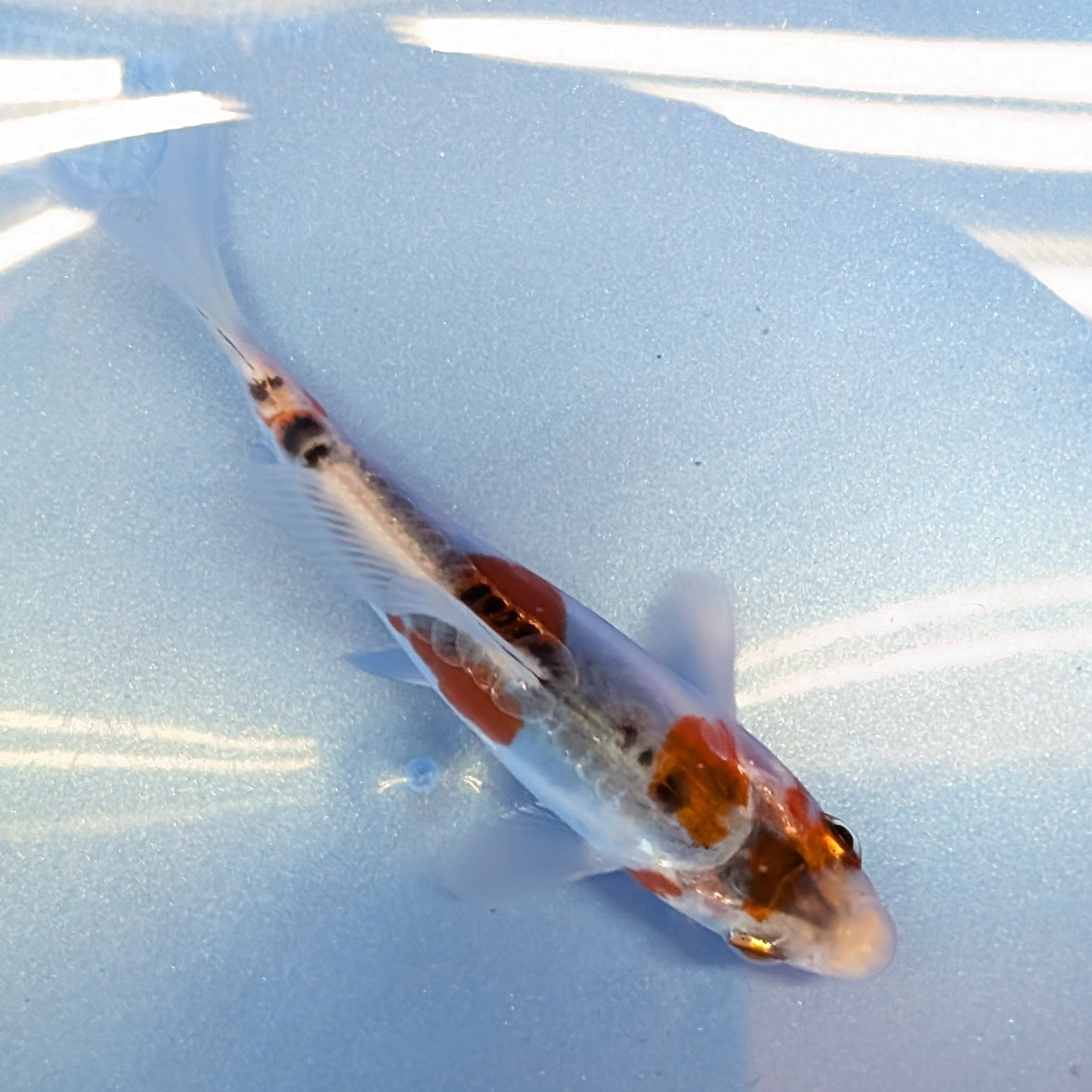 Shusui Koi  4"in. ID#806BFK-015