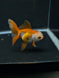 Juvenile Oranda  Red White 3"-3.5"in.  ID#619T1A-016