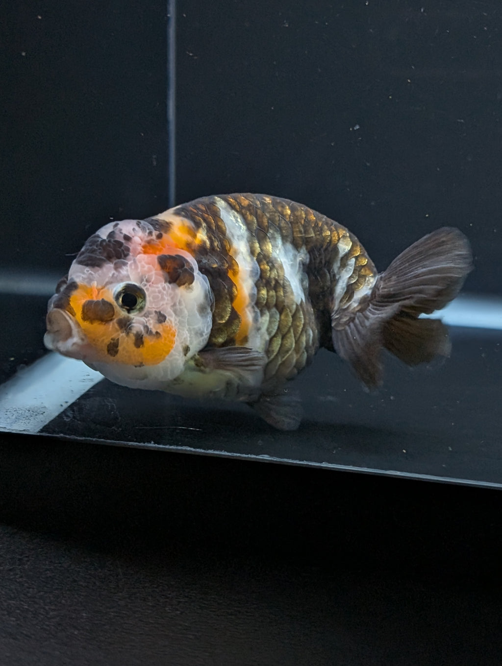 Jumbo Ranchu Heavy Ink Calico 4"-4.5" in. ID#918R8A-072