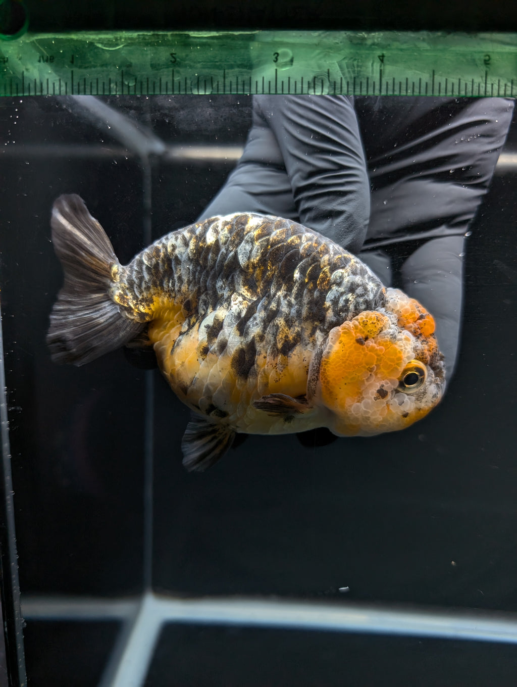 Jumbo Ranchu Kirin Calico 4.5"-5" in. ID#828R8A-051