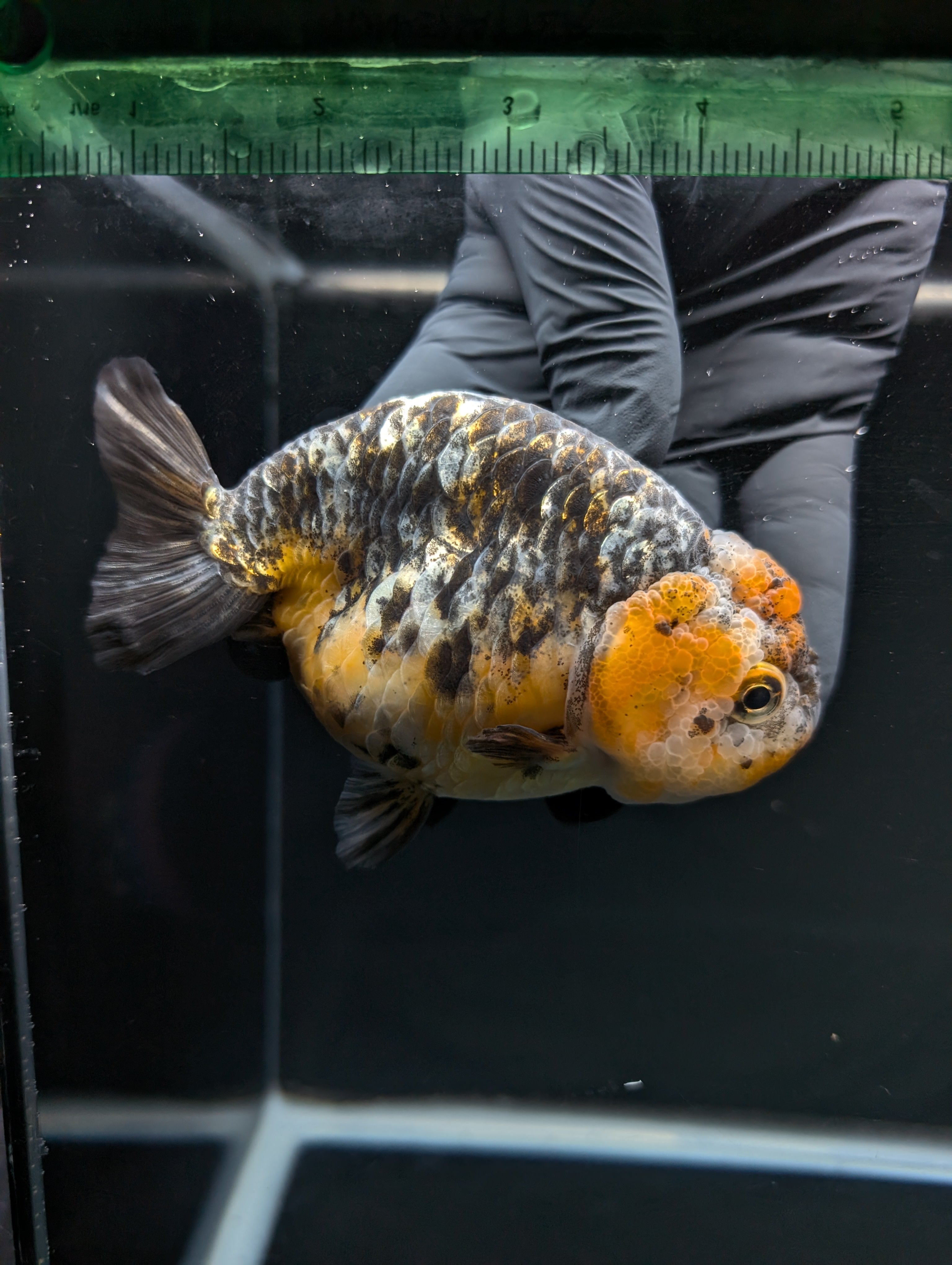 Jumbo Ranchu Kirin Calico 4.5"-5" in. ID#828R8A-051