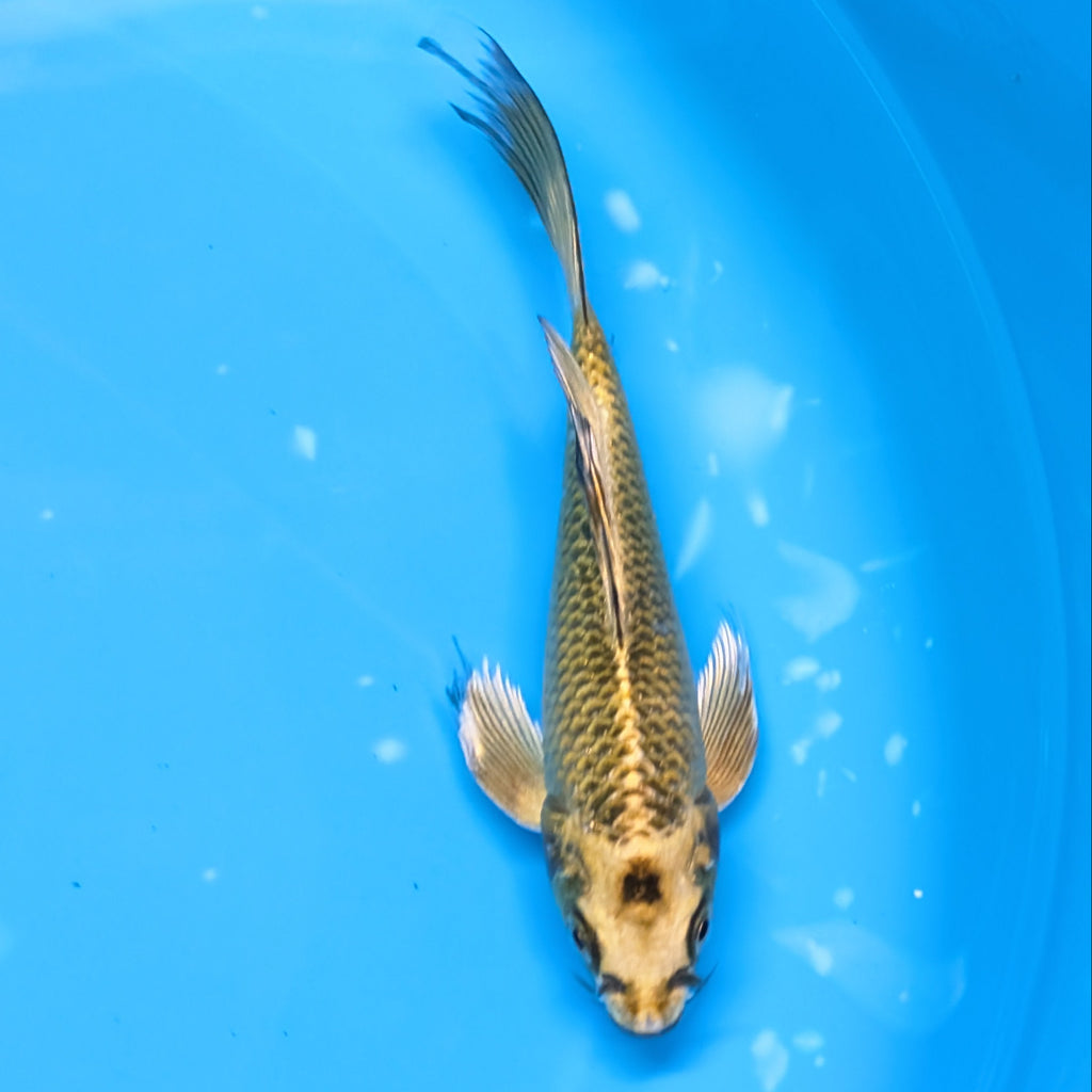 Matsuba Butterfly Koi 6"-7"in. ID#727BFK-009