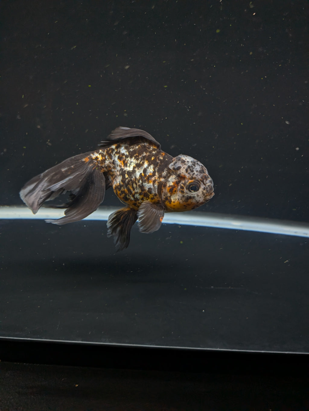 Calico Oranda 5.5"- 6"in. ID#821LB2A-64