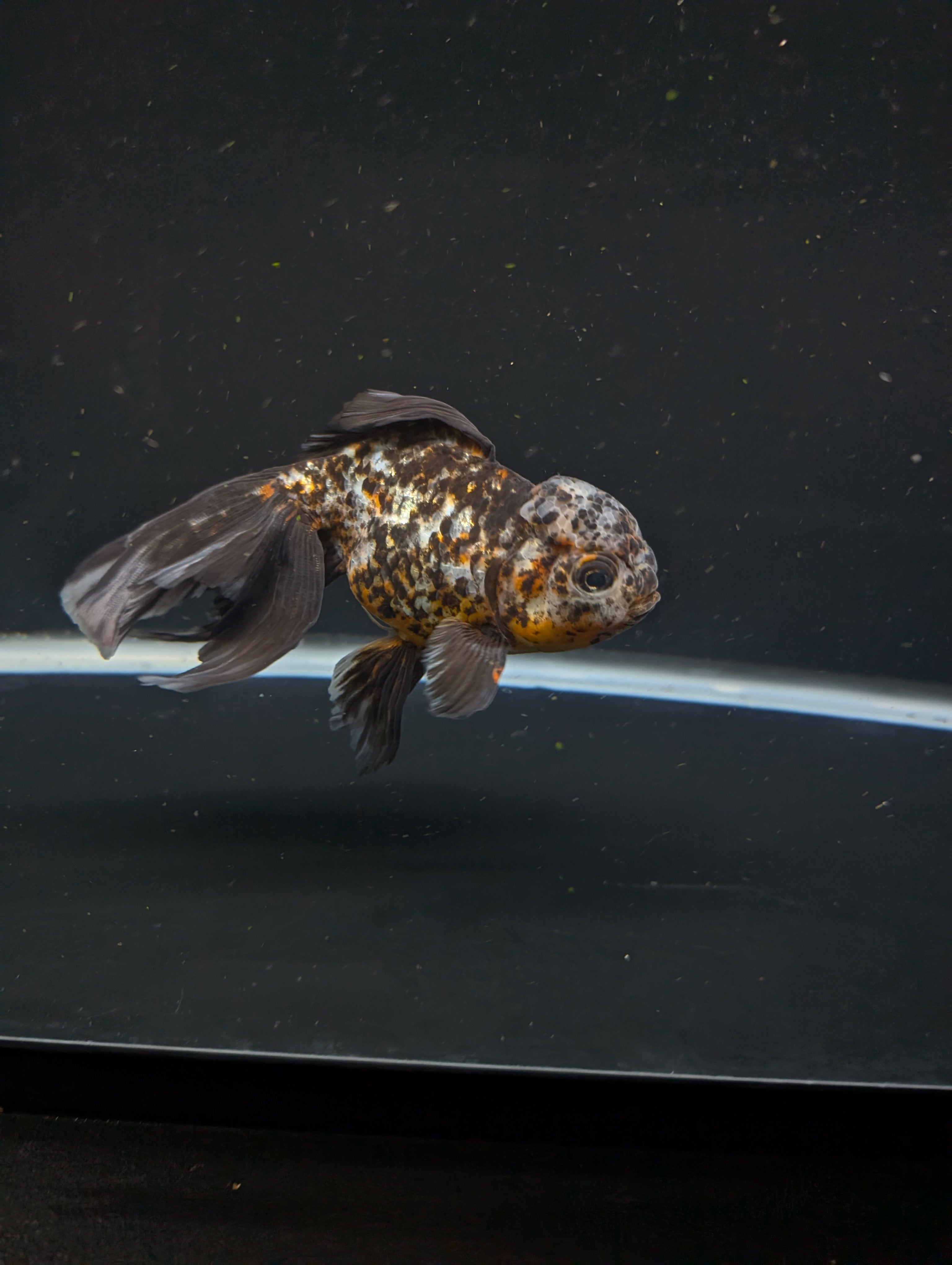Calico Oranda 5.5"- 6"in. ID#821LB2A-64