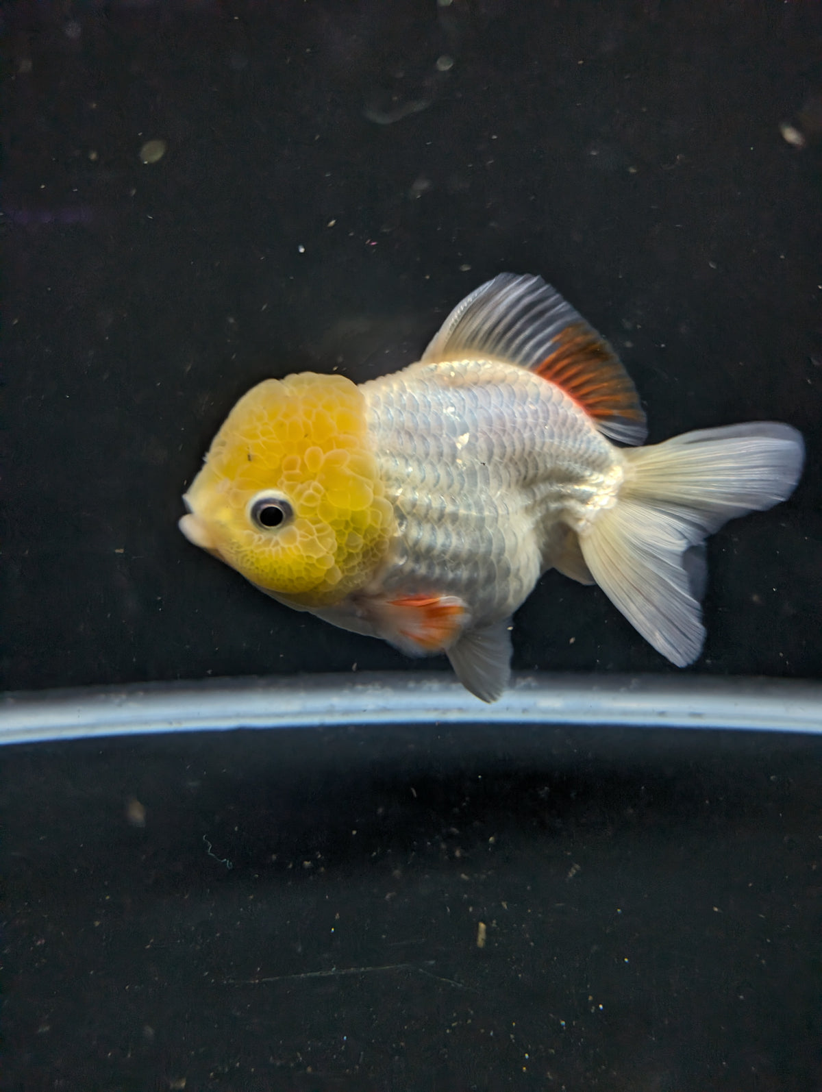 Jumbo Oranda Yuan Bao / Shogun Lemon Head Red White   4.5"-5"in. ID#1016YB13A-011