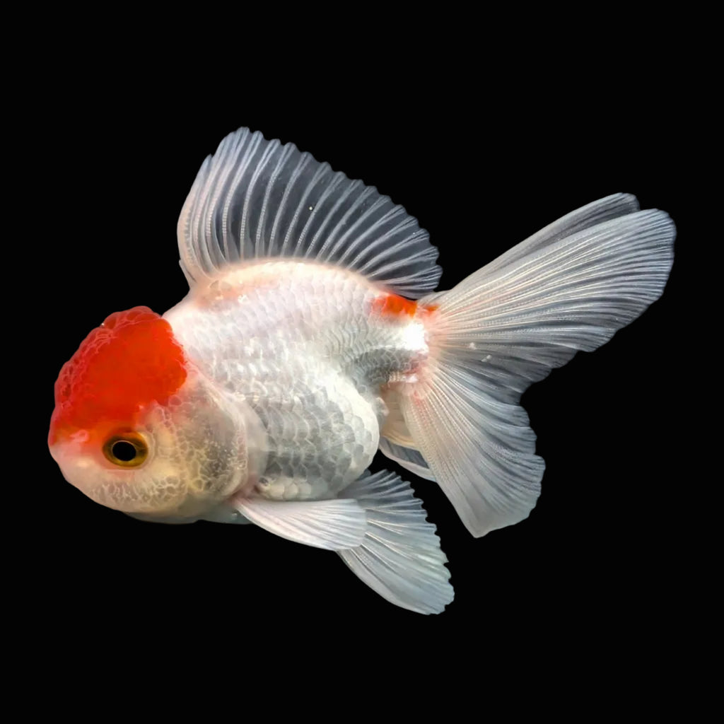 Juvenile Oranda Tricolor 3.5"-4" in.  ID#417T7A-012