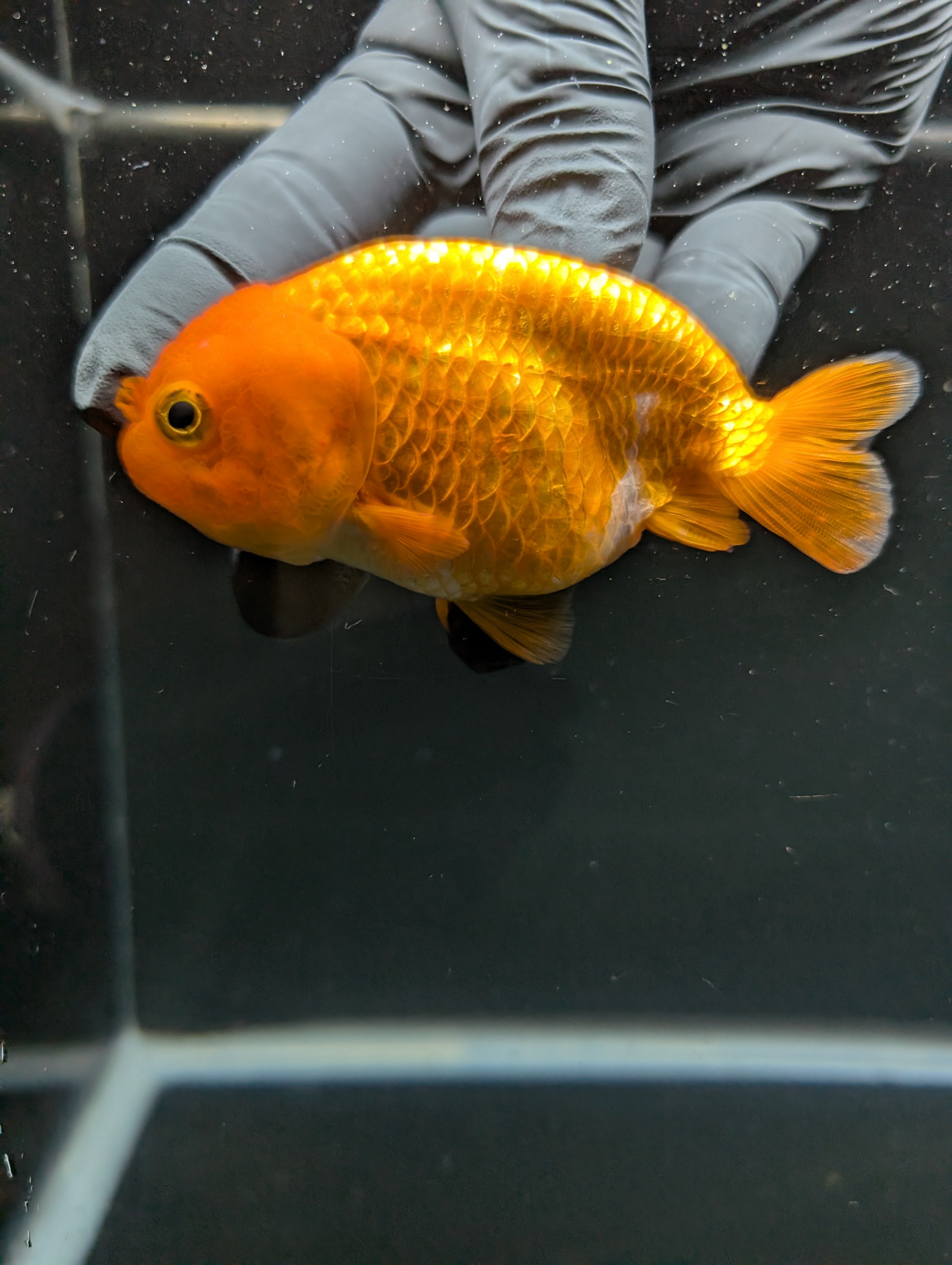Ranchu Red White 3.5"-4"in. ID#828R4A-024