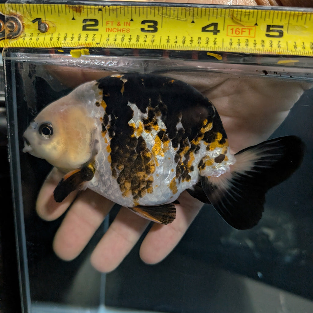 Jumbo Ranchu  AA Grade *Special Color Calico 5"-5.5" in. ID#116R4B-02