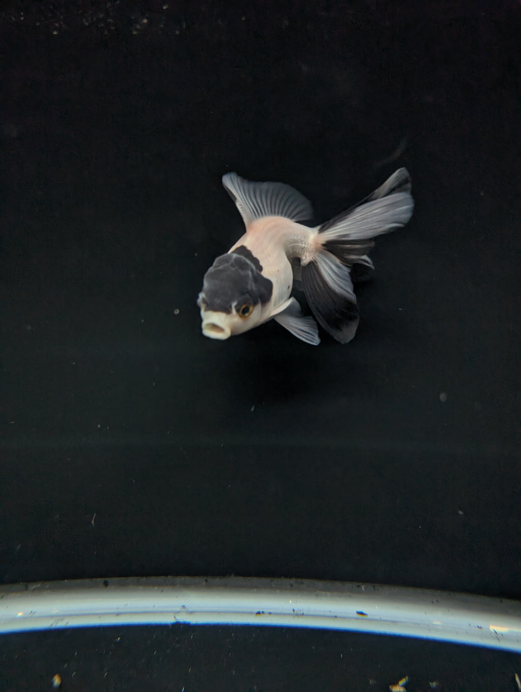 Juvenile Oranda Panda 3.5"-4" in.  ID#501T2A-012
