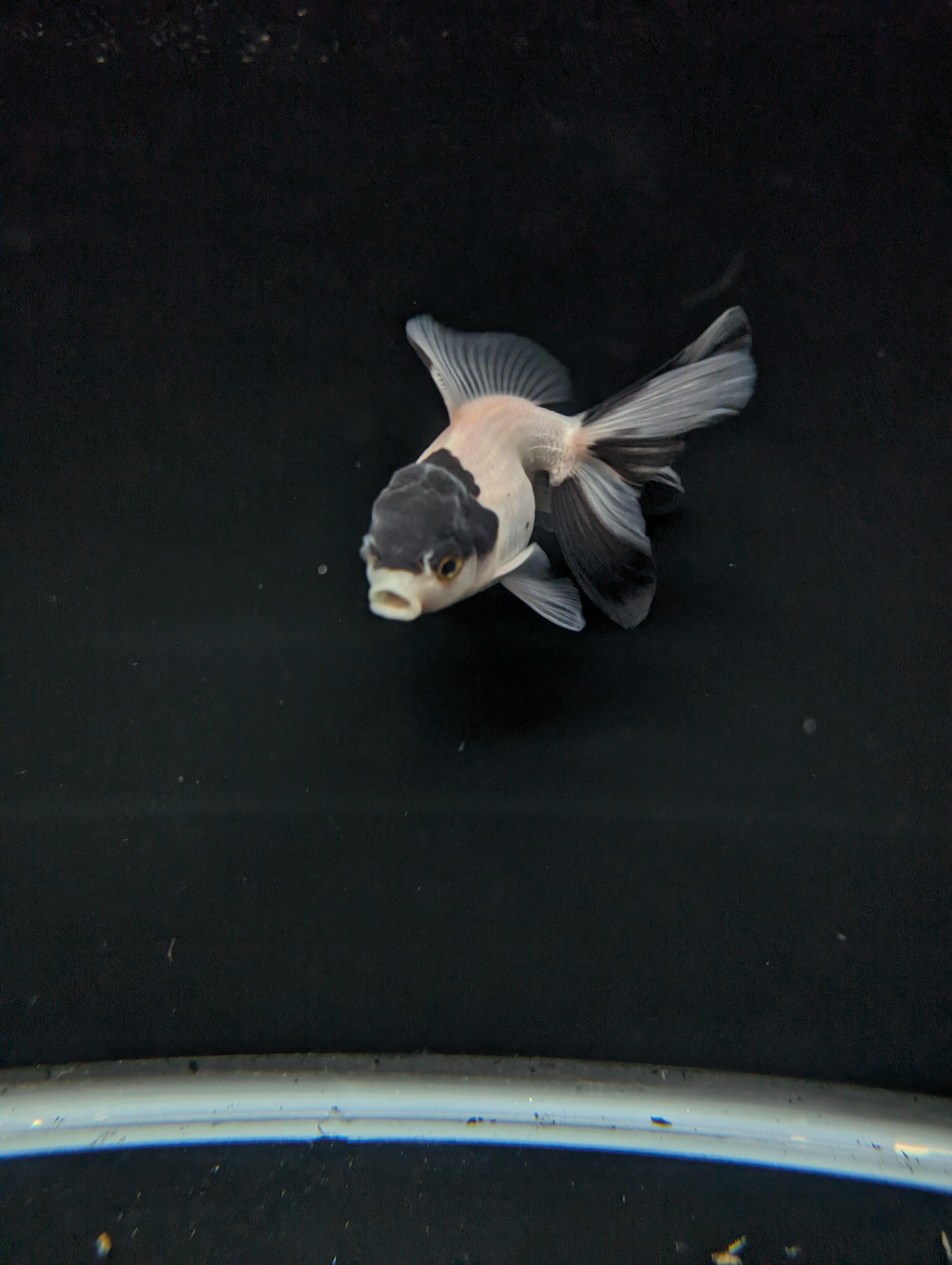 Juvenile Oranda Panda 3.5"-4" in.  ID#501T2A-012