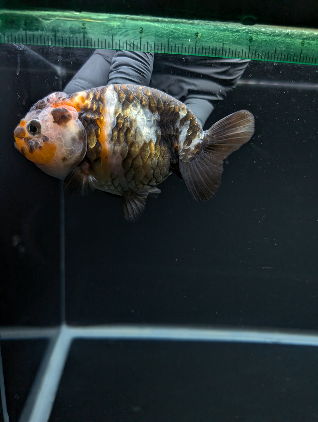 Jumbo Ranchu Heavy Ink Calico 4"-4.5" in. ID#918R8A-072