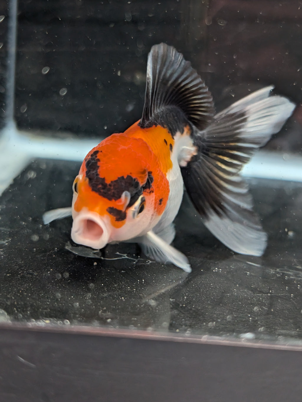 Juvenile Oranda Tricolor 3.5"-4" in.  ID#410T8A-017