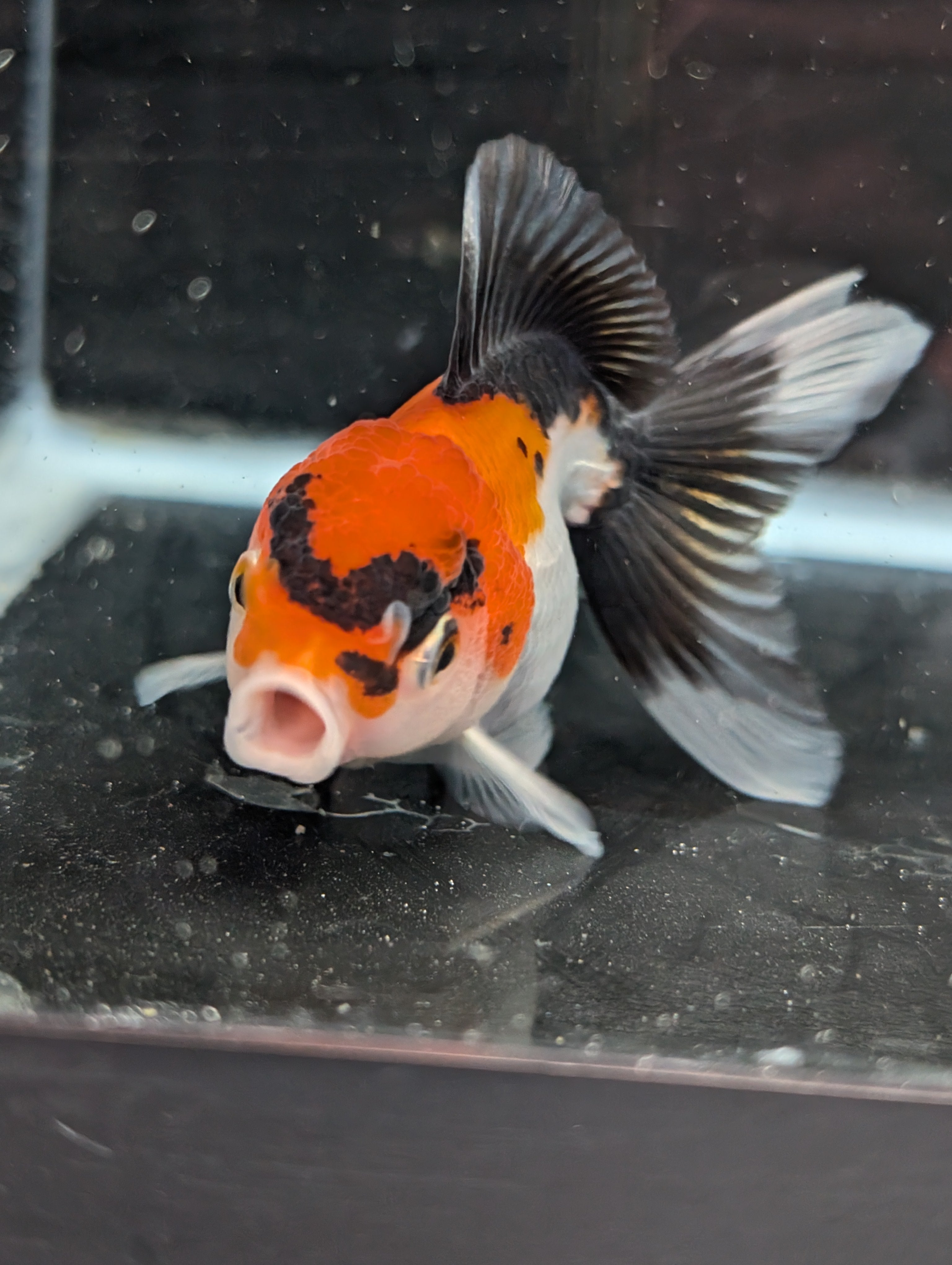 Juvenile Oranda Tricolor 3.5"-4" in.  ID#410T8A-017