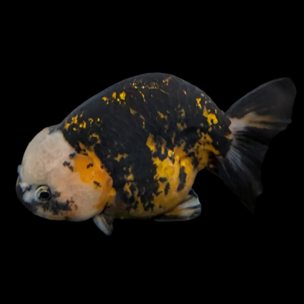 Jumbo Ranchu AA Grade *Special Color Calico 5" in. ID#116R4B-07
