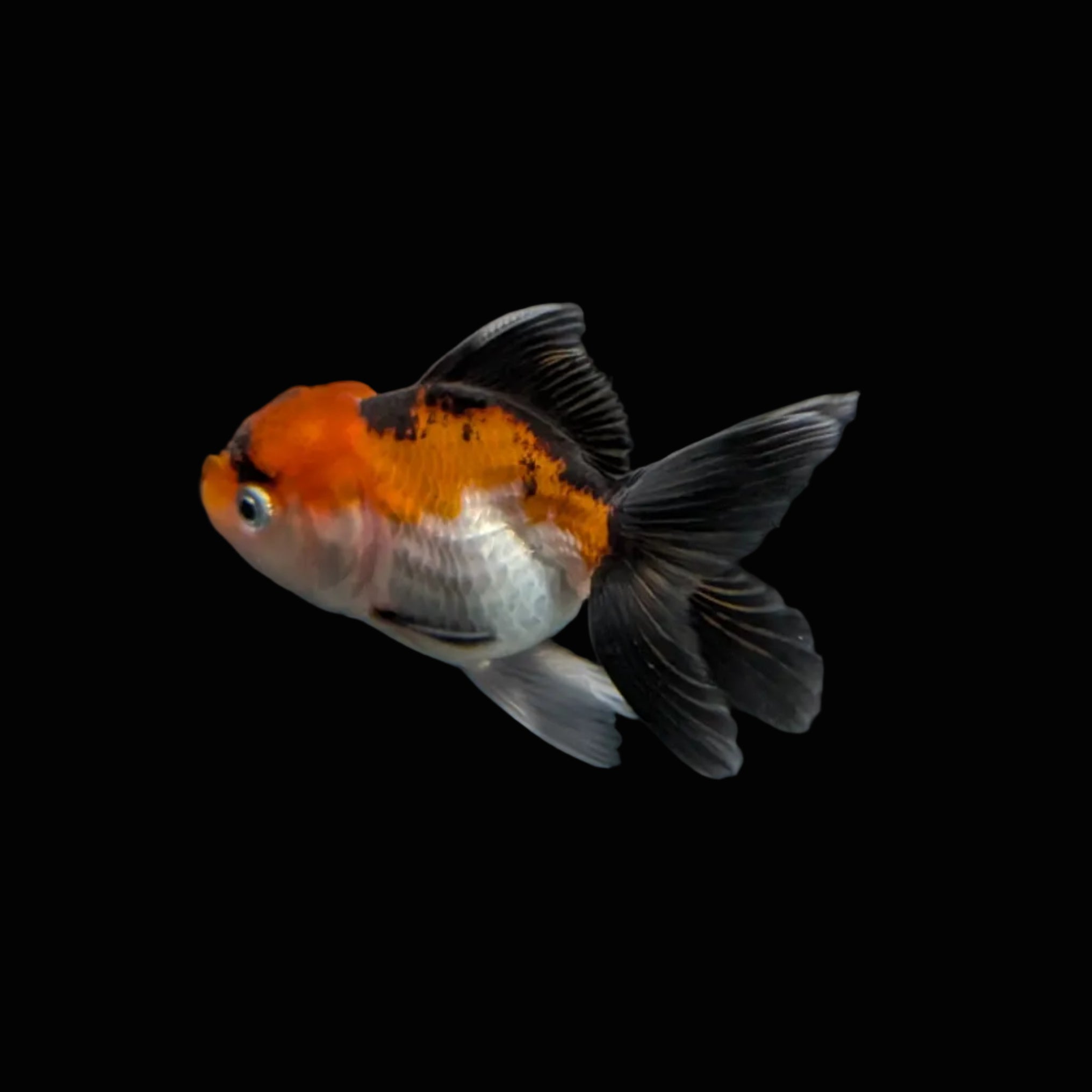 Juvenile Oranda Tricolor 3.5"-4" in.  ID#320T13b-009