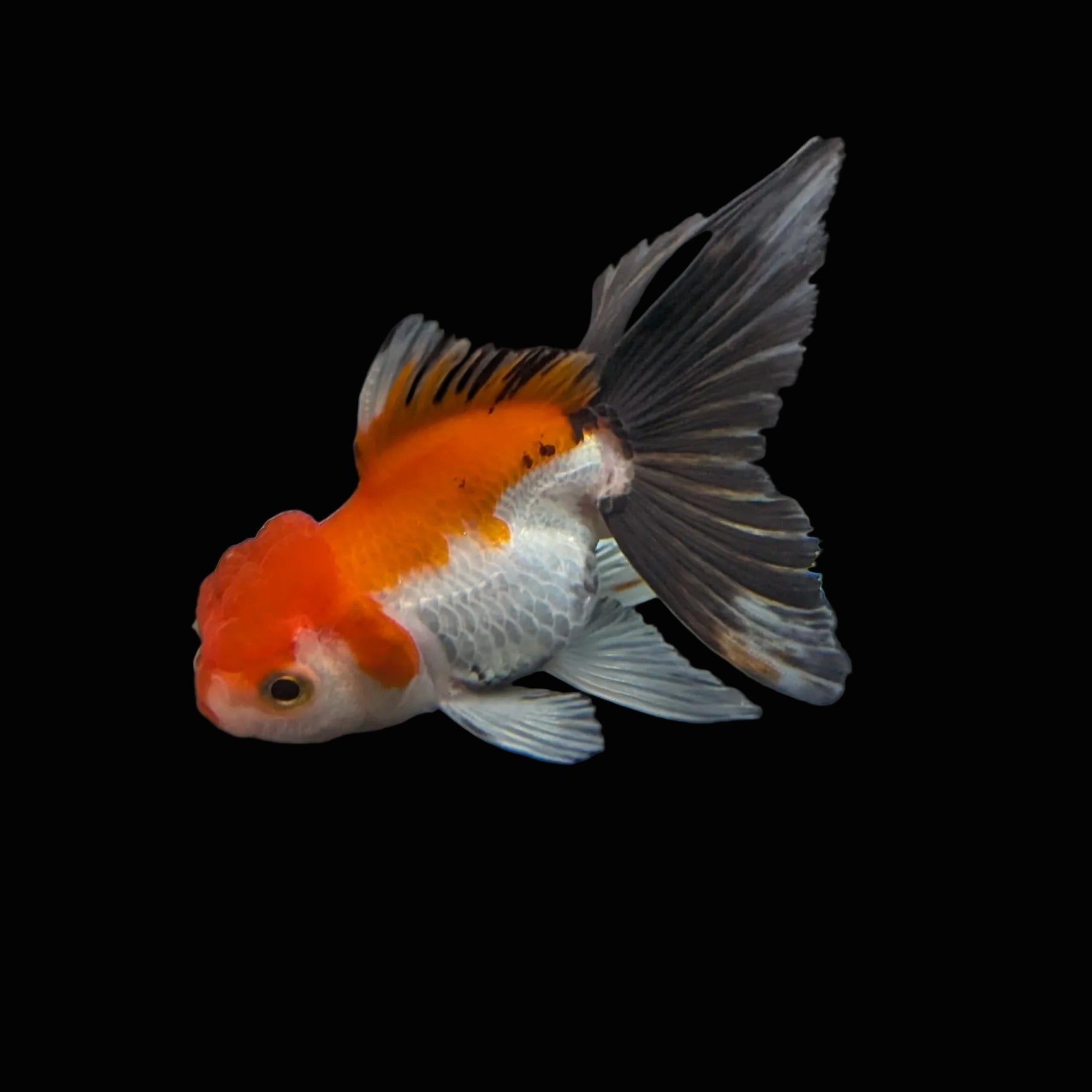Juvenile Oranda Tricolor 3.5"-4" in.  ID#403T8A-009